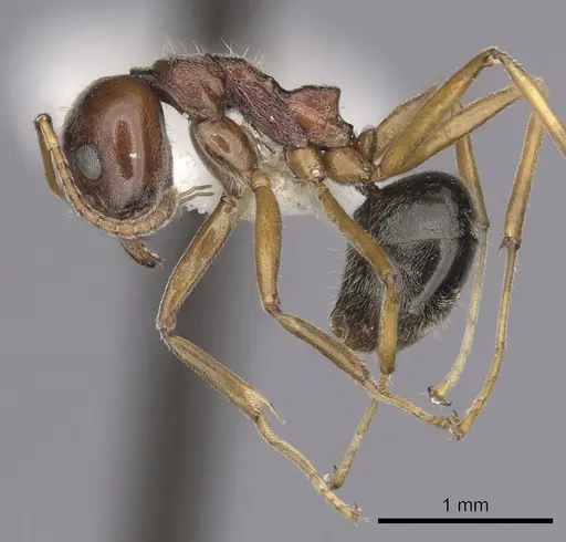 Dolichoderus taprobanae - CASENT0249574