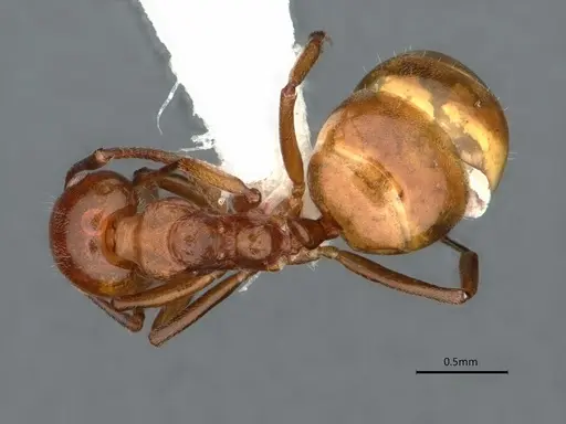 Dolichoderus taprobanae - CASENT0866543