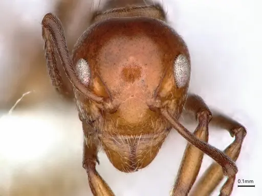 Dolichoderus taprobanae - CASENT0866543