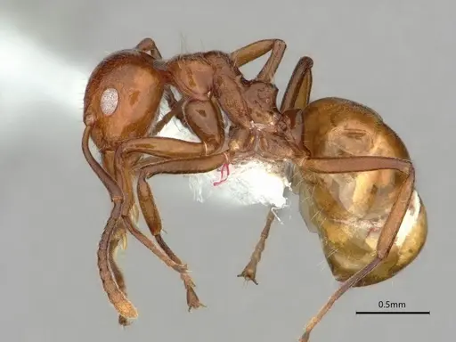 Dolichoderus taprobanae - CASENT0866543