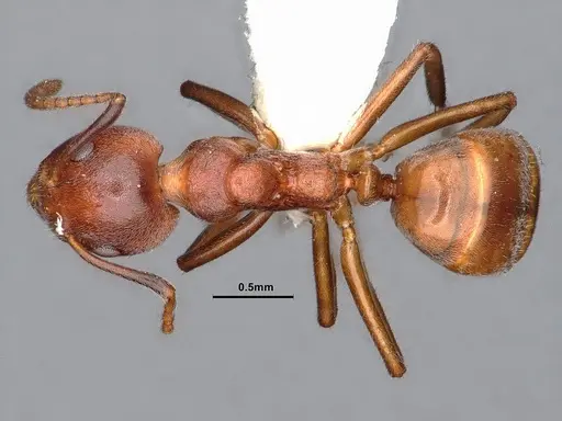 Dolichoderus taprobanae - CASENT0886088