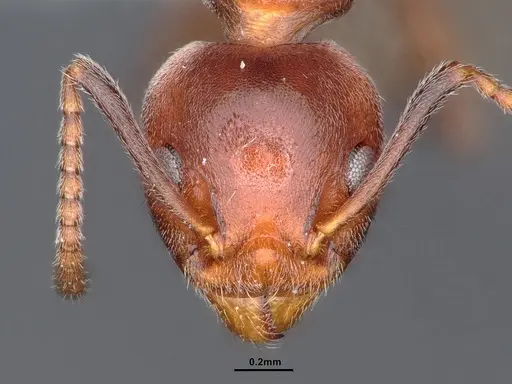 Dolichoderus taprobanae - CASENT0886088