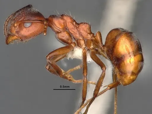 Dolichoderus taprobanae - CASENT0886088
