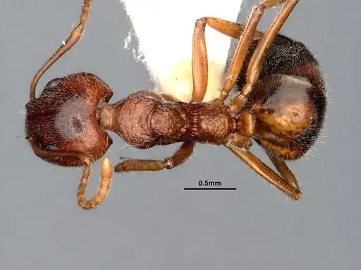 Dolichoderus taprobanae - CASENT0886097