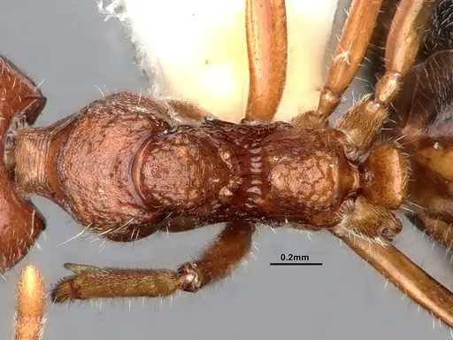 Dolichoderus taprobanae - CASENT0886097