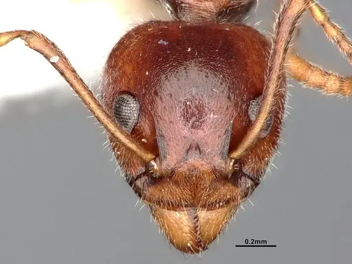 Dolichoderus taprobanae - CASENT0886097