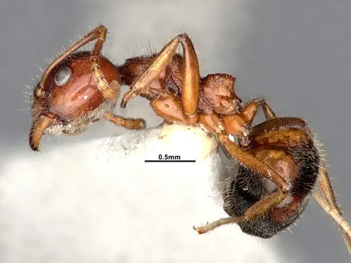 Dolichoderus taprobanae - CASENT0886097