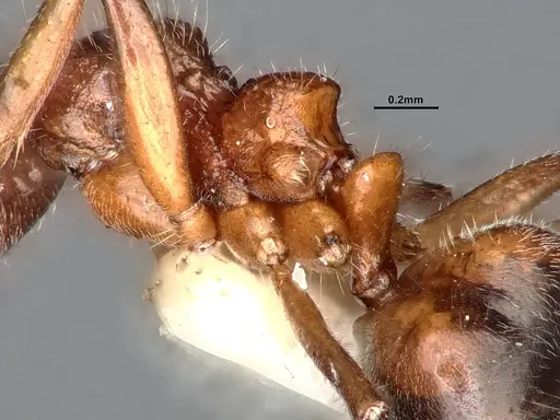 Dolichoderus taprobanae - CASENT0886097