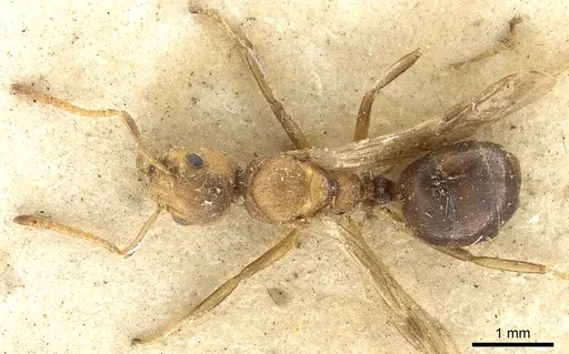Dolichoderus taprobanae - CASENT0902971