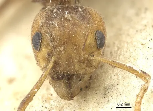 Dolichoderus taprobanae - CASENT0902971