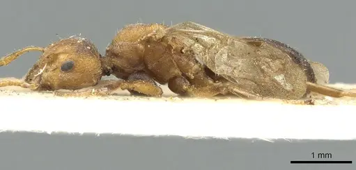 Dolichoderus taprobanae - CASENT0902971