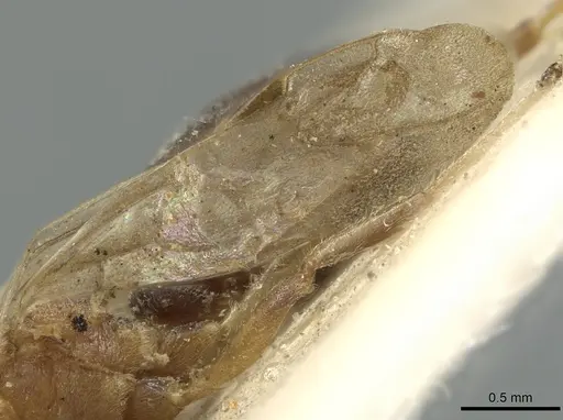 Dolichoderus taprobanae - CASENT0902971