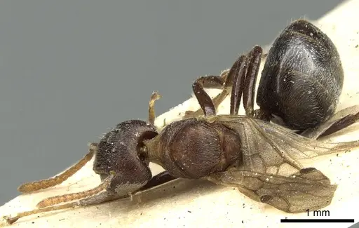 Dolichoderus taprobanae - CASENT0902972