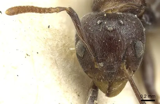 Dolichoderus taprobanae - CASENT0902972