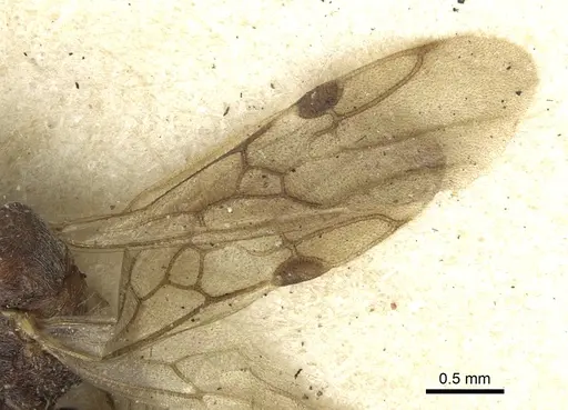 Dolichoderus taprobanae - CASENT0902972