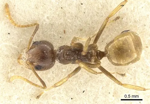 Dolichoderus taprobanae - CASENT0902974