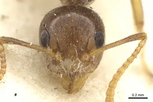 Dolichoderus taprobanae - CASENT0902974