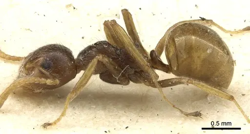 Dolichoderus taprobanae - CASENT0902974