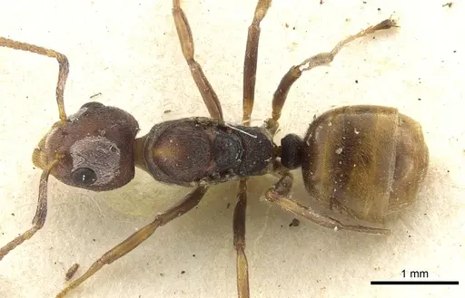 Dolichoderus taprobanae - CASENT0902975