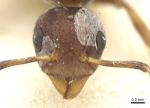Dolichoderus taprobanae - CASENT0902975
