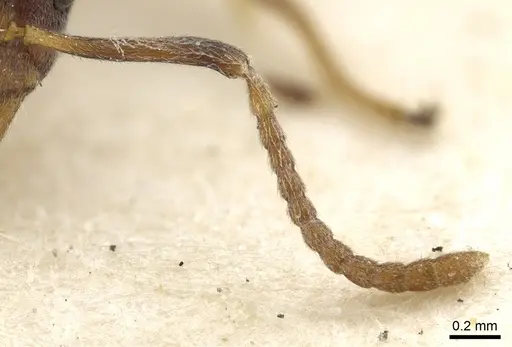 Dolichoderus taprobanae - CASENT0902975