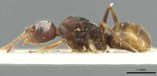 Dolichoderus taprobanae - CASENT0902975