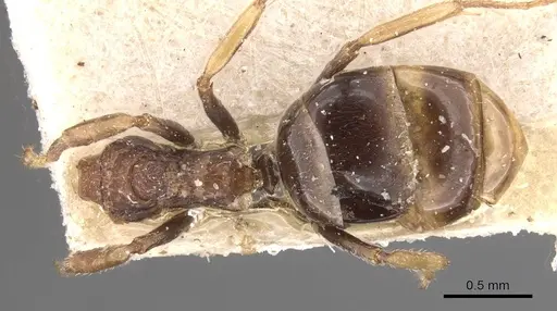 Dolichoderus taprobanae - CASENT0909487