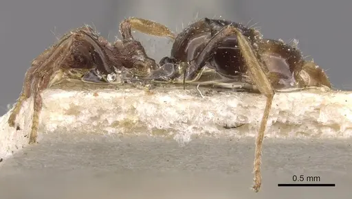 Dolichoderus taprobanae - CASENT0909487