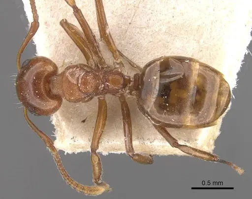 Dolichoderus taprobanae - CASENT0909488