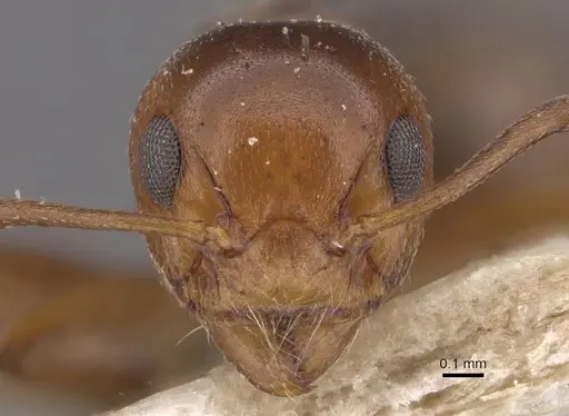Dolichoderus taprobanae - CASENT0909488
