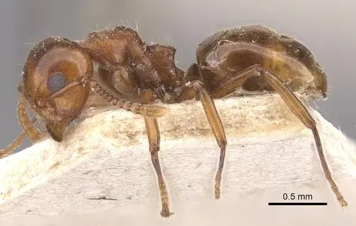 Dolichoderus taprobanae - CASENT0909488