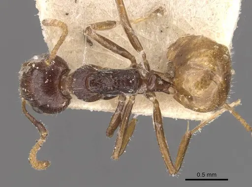 Dolichoderus taprobanae - CASENT0909489