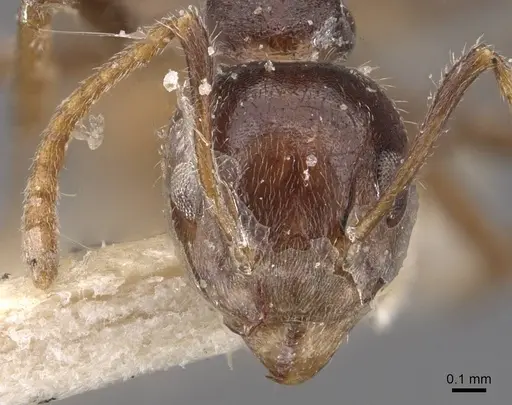 Dolichoderus taprobanae - CASENT0909489