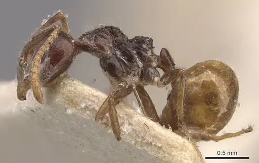 Dolichoderus taprobanae - CASENT0909489