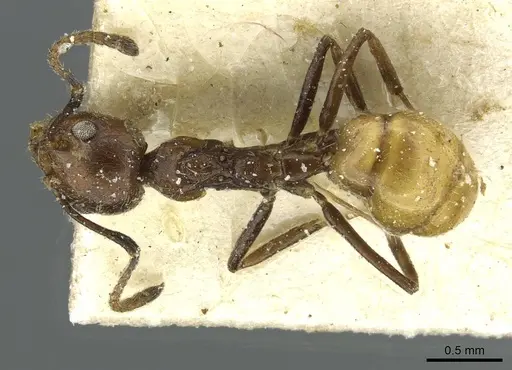 Dolichoderus taprobanae - CASENT0911512