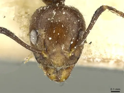 Dolichoderus taprobanae - CASENT0911512