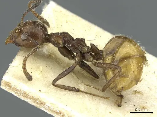 Dolichoderus taprobanae - CASENT0911512