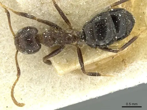 Dolichoderus taprobanae - CASENT0911513