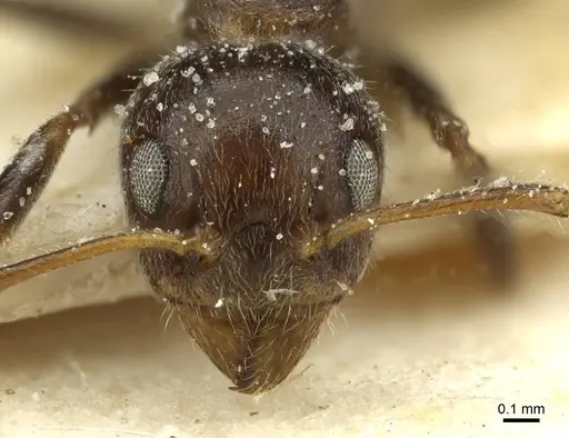 Dolichoderus taprobanae - CASENT0911513