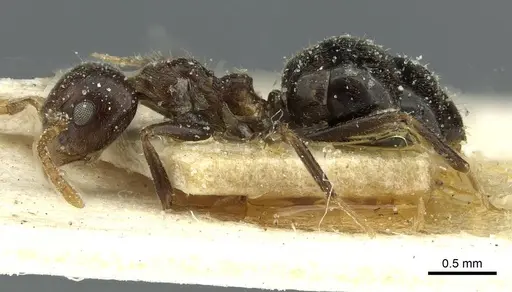 Dolichoderus taprobanae - CASENT0911513