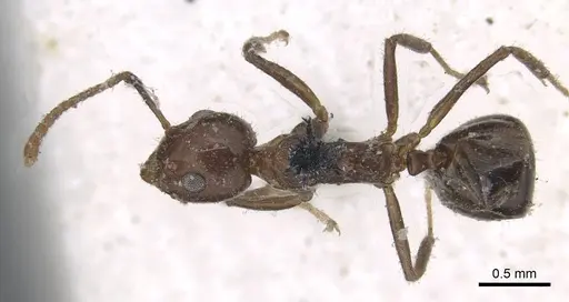 Dolichoderus taprobanae - CASENT0915558