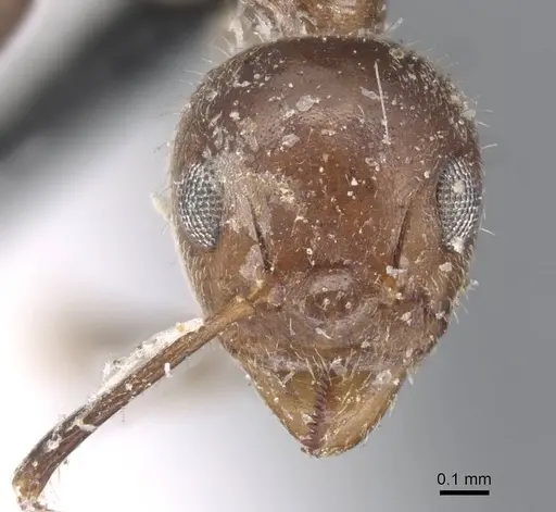 Dolichoderus taprobanae - CASENT0915558