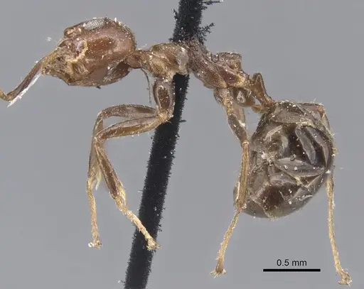 Dolichoderus taprobanae - CASENT0915558