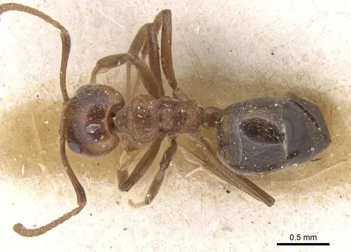 Dolichoderus taprobanae - CASENT0915559