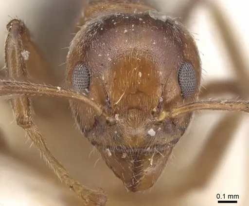 Dolichoderus taprobanae - CASENT0915559