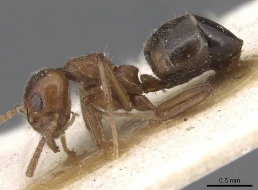 Dolichoderus taprobanae - CASENT0915559