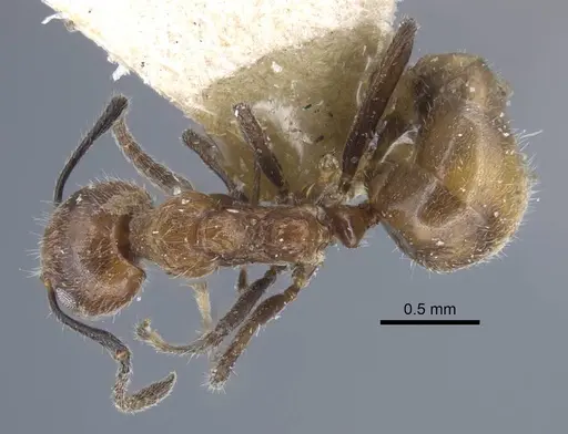 Dolichoderus taprobanae - CASENT0917102