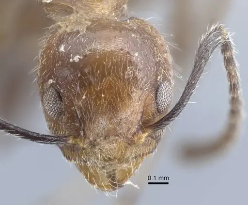 Dolichoderus taprobanae - CASENT0917102