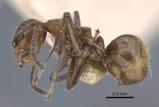 Dolichoderus taprobanae - CASENT0917102