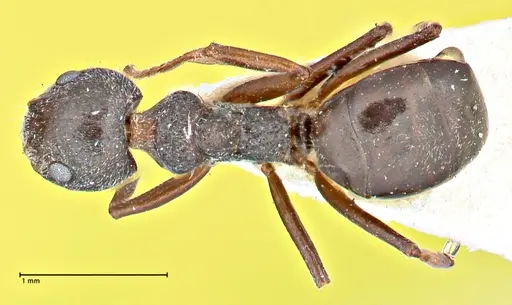 Dolichoderus taprobanae - FOCOL2760